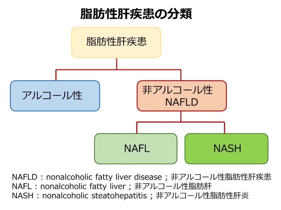 脂肪肝１